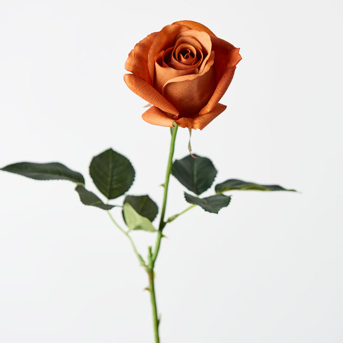 Rose Yvie 65cm Rust Orange Pack of 12