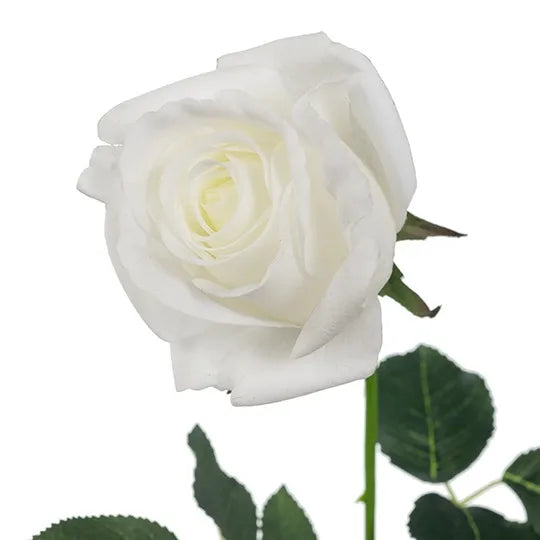 Rose Yvie 65cm White Pack of 12