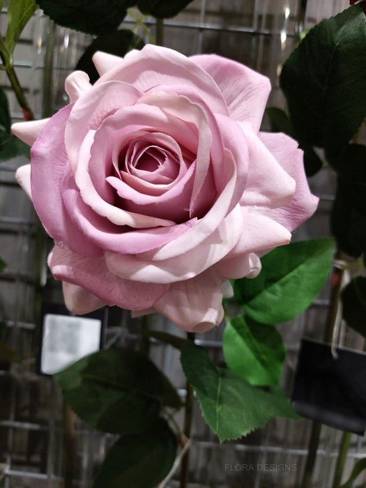 Rose Hannah Lavender Pink 75cm Pack of 12