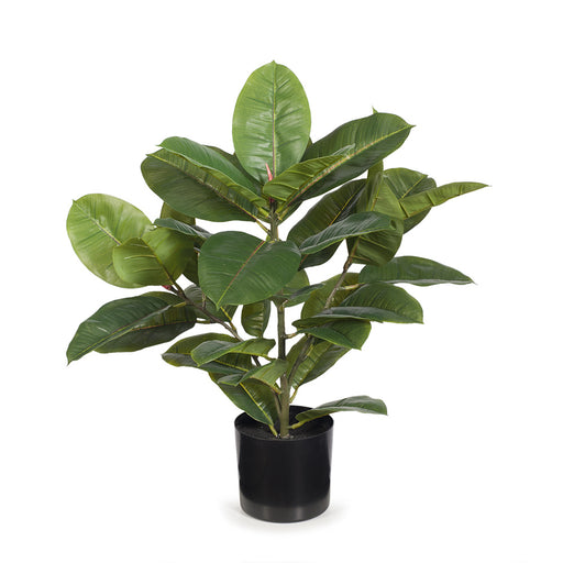 Rubber Plant Green 51cm Pack of 2