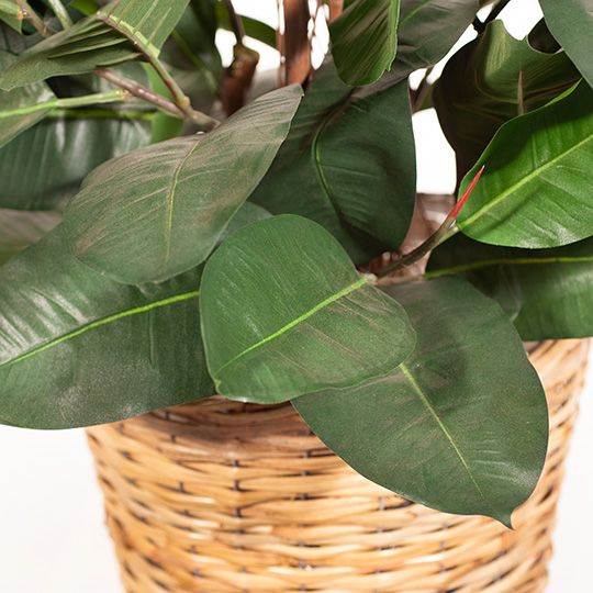 Rubber Tree Green 100cm Pack of 2