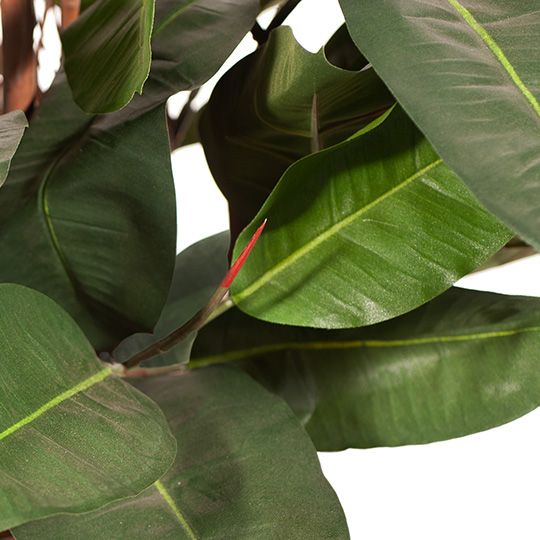 Rubber Tree Green 100cm Pack of 2