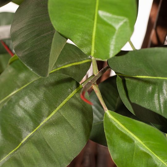 Rubber Tree Green 170cm Pack of 2