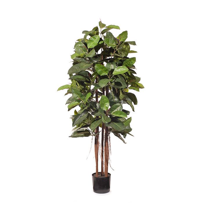 Rubber Tree Green 170cm Pack of 2