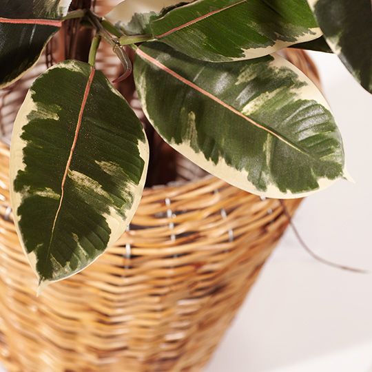 Rubber Tree Variegated 170cm Pack of 2