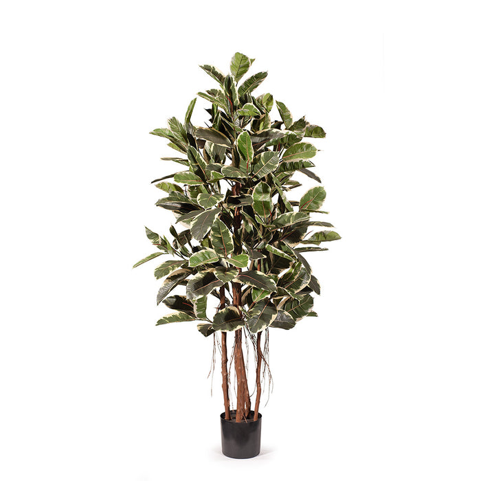 Rubber Tree Variegated 170cm Pack of 2