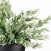 Ruscus Bush in Pot Green White 25cm Pack of 6