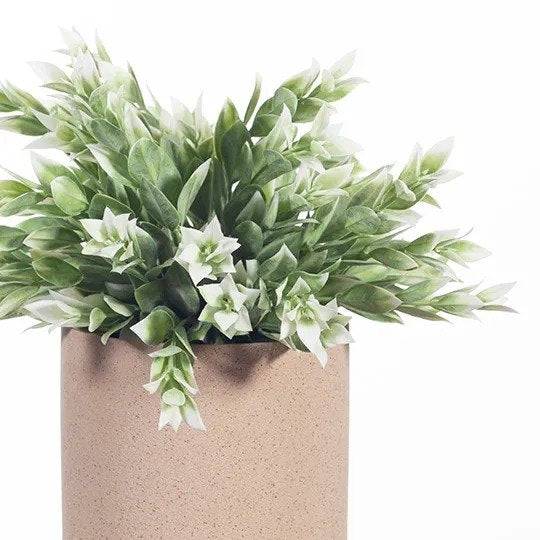 Ruscus Bush in Pot Green White 25cm Pack of 6