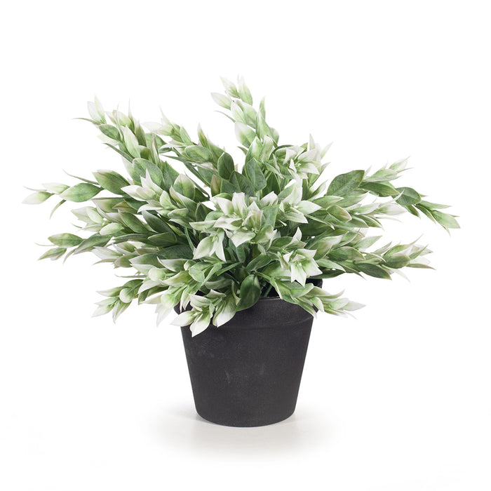 Ruscus Bush in Pot Green White 25cm Pack of 6