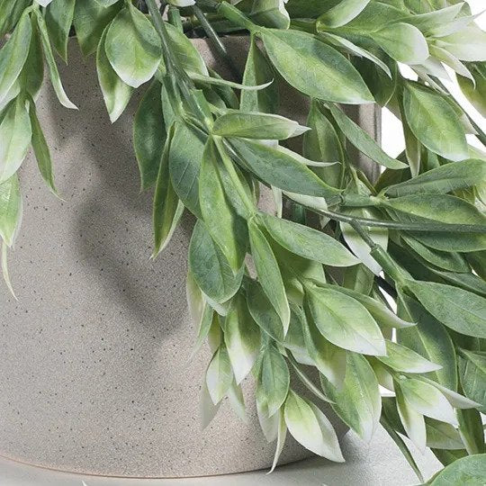 Ruscus Hanging Bush in Pot Green White 73cm Pack of 6