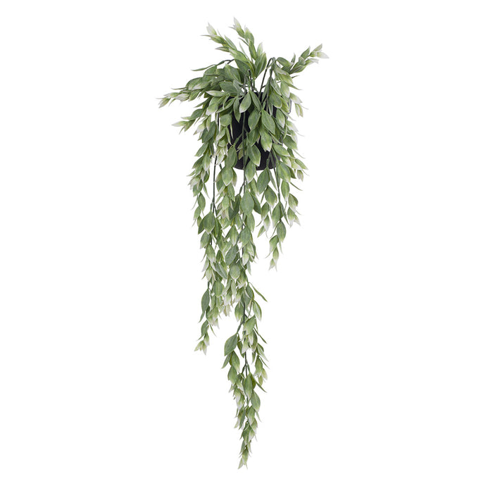 Ruscus Hanging Bush in Pot Green White 73cm Pack of 6
