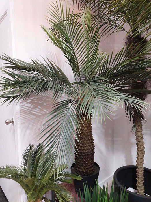 Sago Palm Cycad Tree 140cm