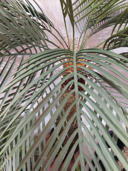 Sago Palm Cycad Tree 140cm