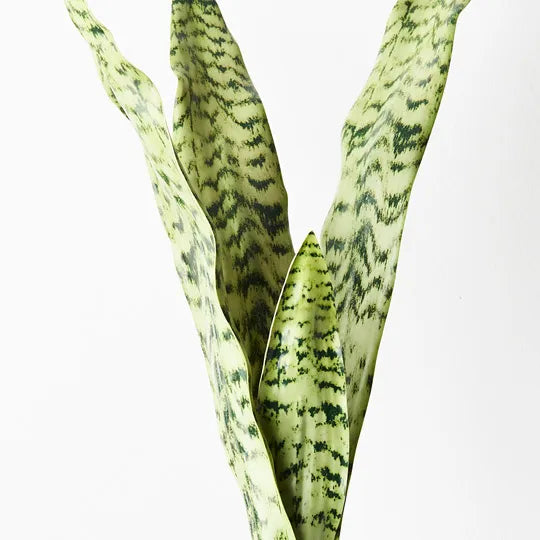 Sansevieria Bush Green 60cm Pack of 12