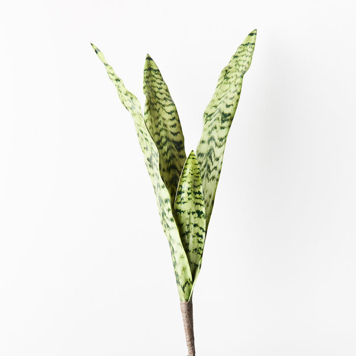 Sansevieria Bush Green 60cm Pack of 12