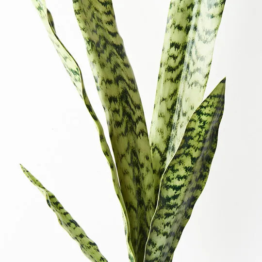 Sansevieria Bush Green 80cm Pack of 12