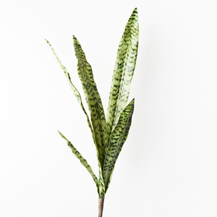 Sansevieria Bush Green 80cm Pack of 12