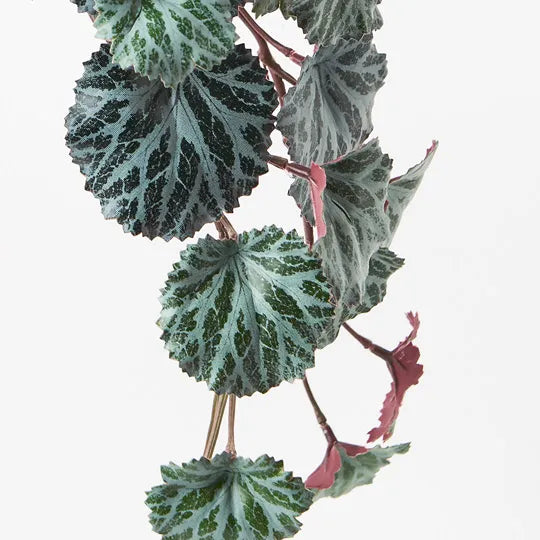 Saxifraga Hanging Bush Dark Green 40cm Pack of 12