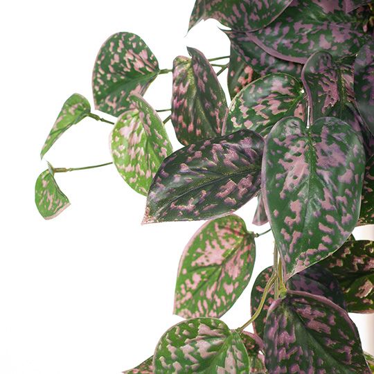 Scindapsus Hanging Bush Pink Green 63cm Pack of 6