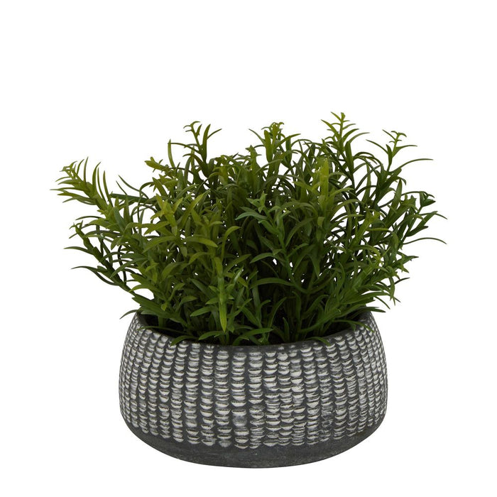 Sedum In Clay Pot 20cm Set of 4