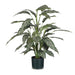 Silver Queen Plant Green 86cm Pack of 2