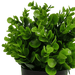 Small Potted Artificial Peperomia Plant UV Resistant 20cm