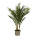 Small Palm in Cement Pot Pack of 2