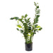 Smargago Plant 110cm