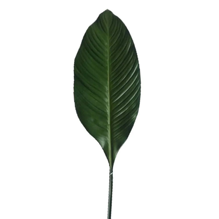 Leaf Spathiphylium 100cm Pack of 12