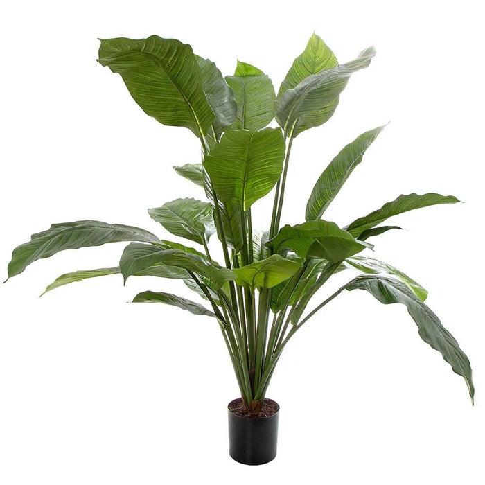 Spathiphyllum Potted Plant 100cm