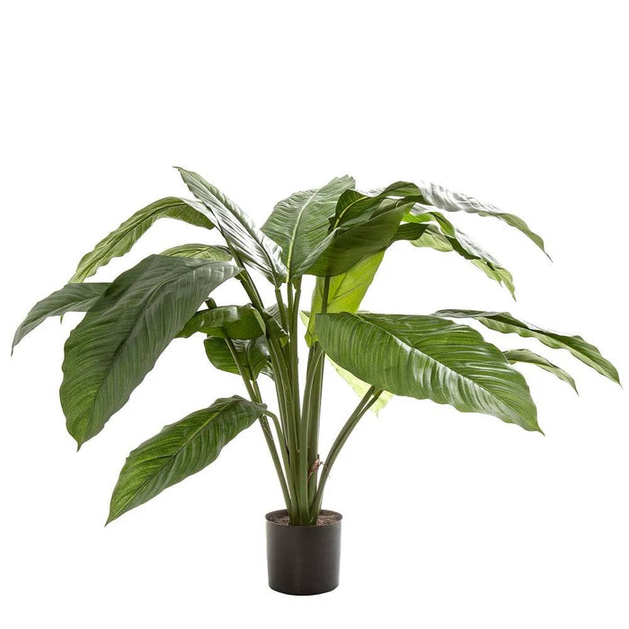 Spathiphyllum Potted Plant 66cm