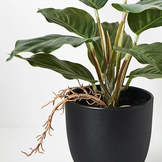 Spathiphyllum in Pot Green 25cm Pack of 6