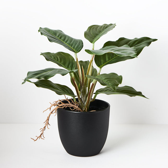 Spathiphyllum in Pot Green 25cm Pack of 6
