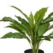 Spathiphyllum in Pot Green 45cm Pack of 4