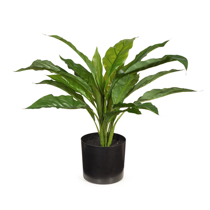 Spathiphyllum in Pot Green 45cm Pack of 4