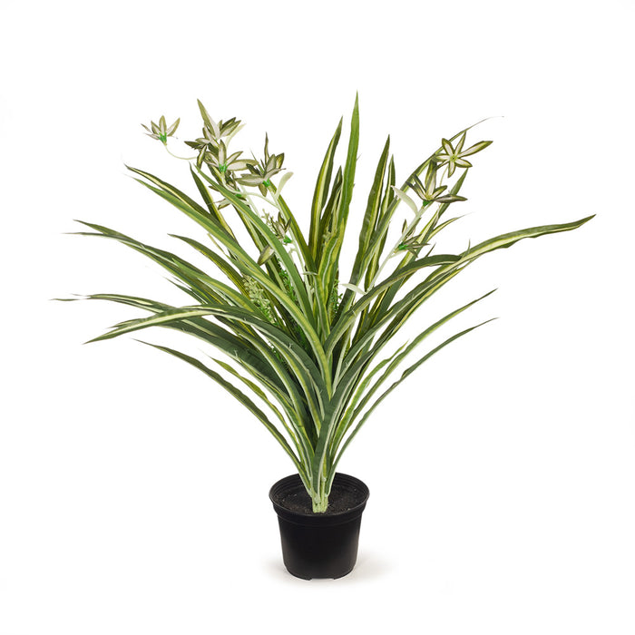 Spider Plant in Pot Green White 40cm Pack of 6