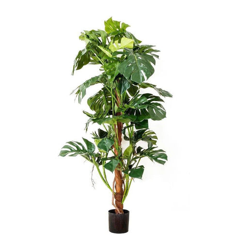 Split-Leaf Philodendron 150cm