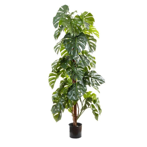 Split-Leaf Philodendron 180cm