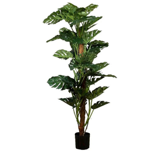 Split-Leaf Philodendron 190cm