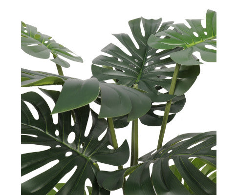 Split Philodendron (Split Leaf) 120cm