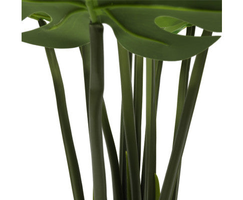 Split Philodendron (Split Leaf) 120cm