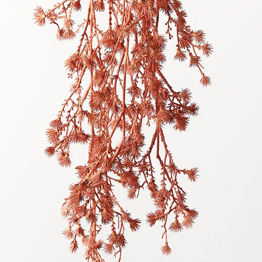 Stirlingia Hanging Bush 74cm Coral Orange Pack of 12