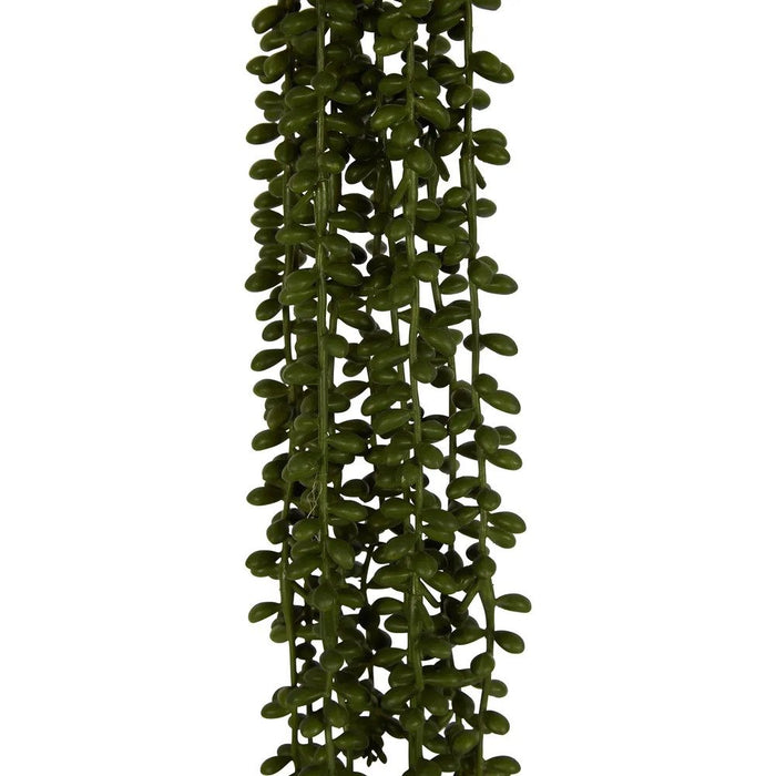 String of Pearl Stem Pack of 12