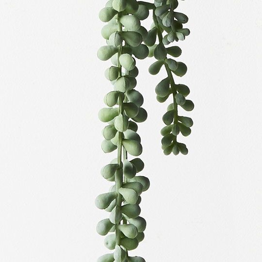 String of Pearls Hanging Bush Grey Green 70cm Pack of 6