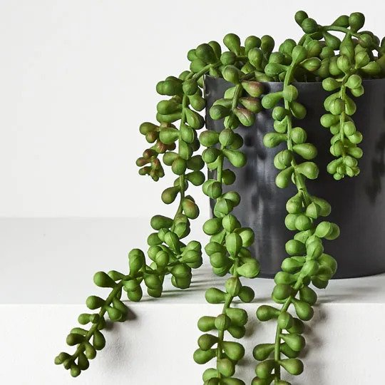 String of Pearls in Pot Green 45cm Pack of 4