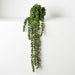String of Pearls in Pot Green 70cm Pack of 4