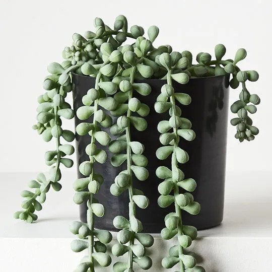 String of Pearls in Pot Grey Green 45cm Pack of 4