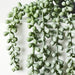 String of Pearls in Pot Grey Green 70cm Pack of 4