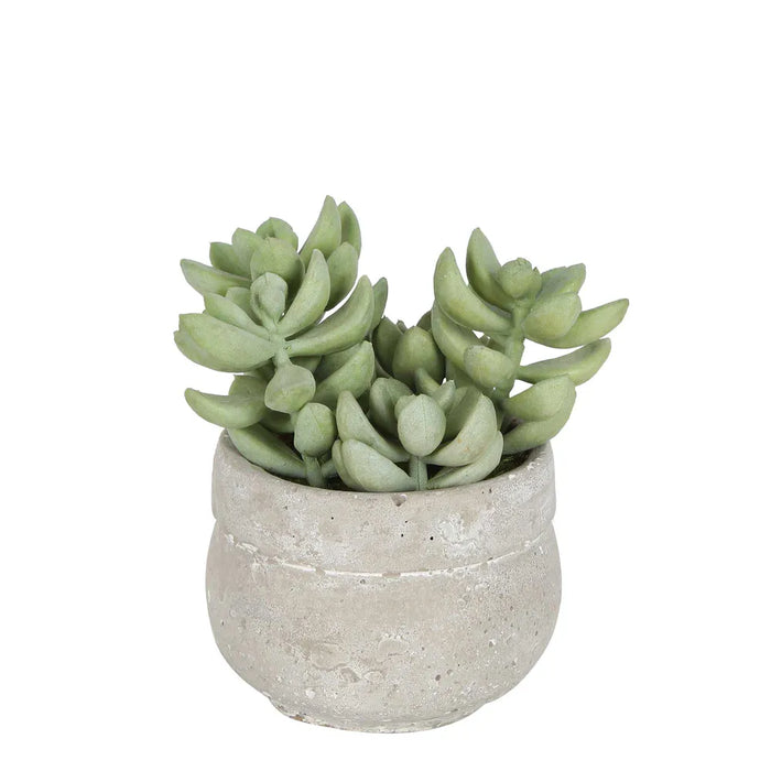 Succulent Green In Ceramic Grey Pot 12cm Set of 9