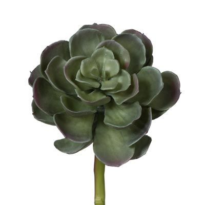 Succulent Grey Green 20cm Pack of 12